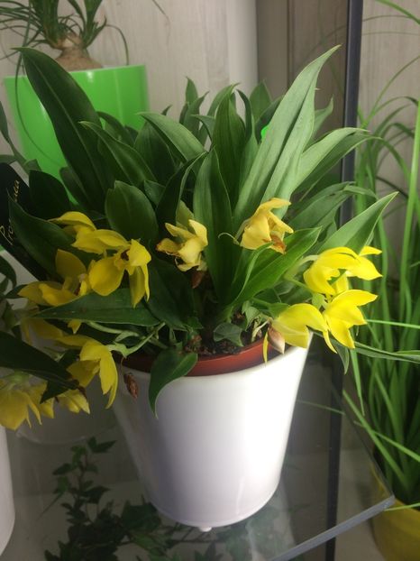 O.Promenea - Expozitie de Orhidee