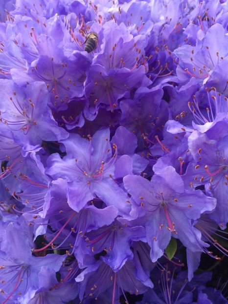 2017 - X-Flori de toate felurile