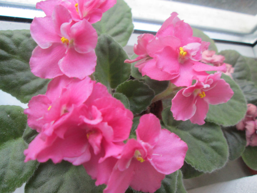  - NEFITOASE - doar - frumoase