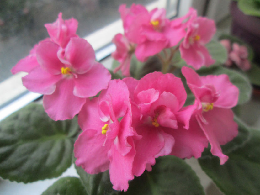  - NEFITOASE - doar - frumoase