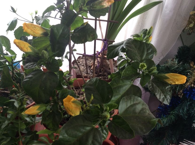  - hibi mei infloriti