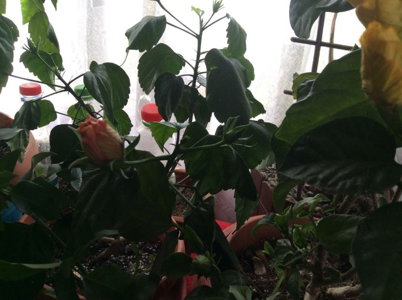  - hibi mei infloriti