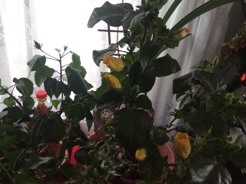  - hibi mei infloriti