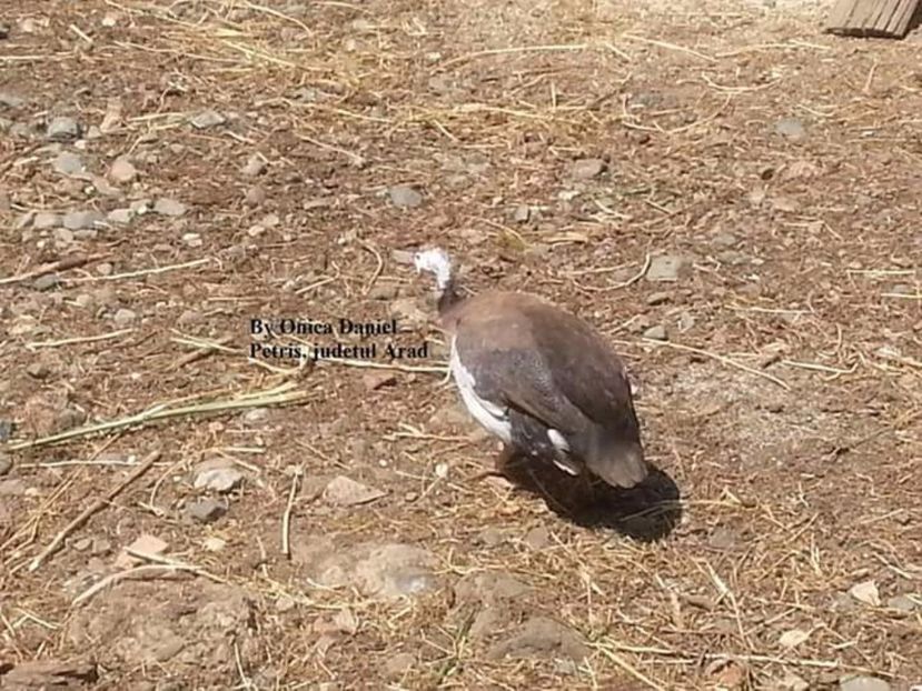 2014-2015 bibilică indigo - Bibilici colorate