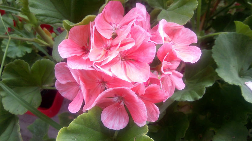  - MUSCATE -2017 - 2018