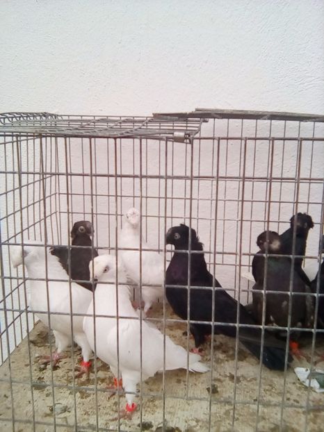  - jucatori dublumot de ardeal