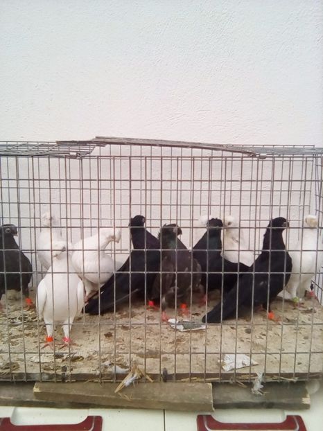  - jucatori dublumot de ardeal
