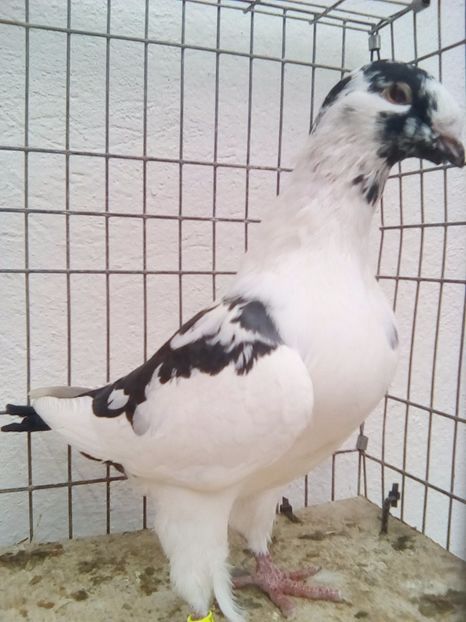  - porumbei americani