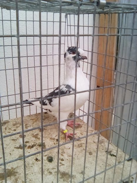  - porumbei americani