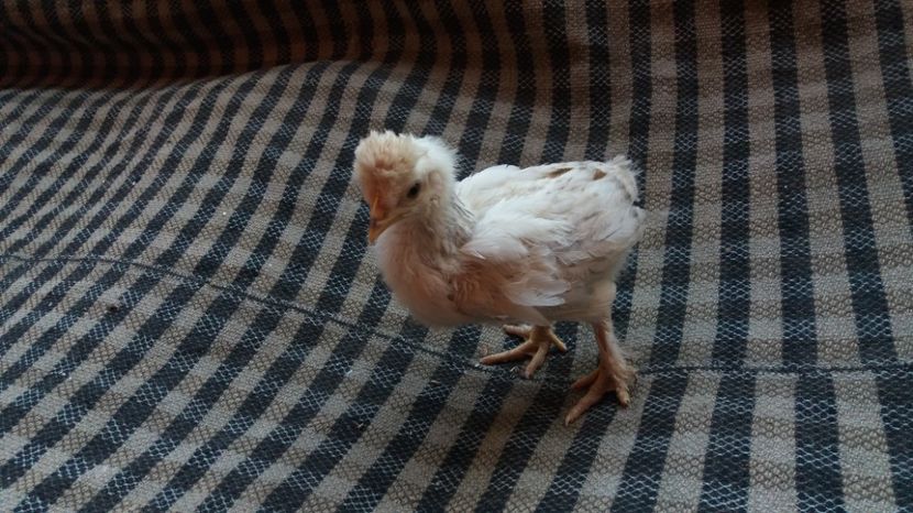  - Pui motati 2017 seria 3