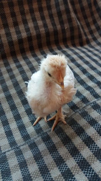  - Pui motati 2017 seria 3