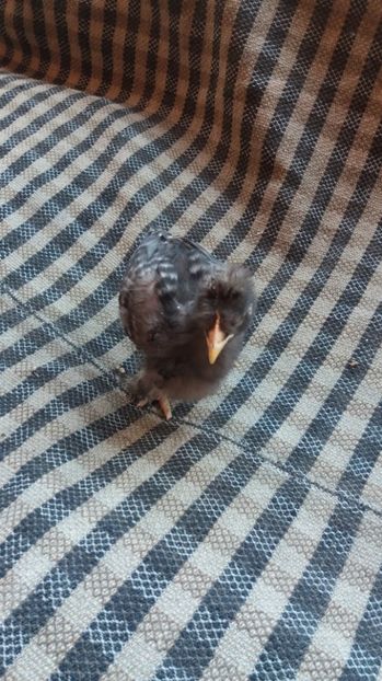  - Pui motati 2017 seria 3