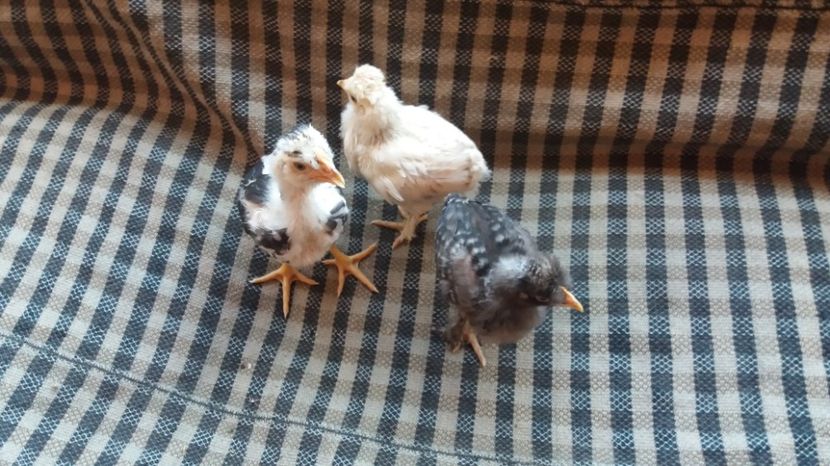  - Pui motati 2017 seria 3