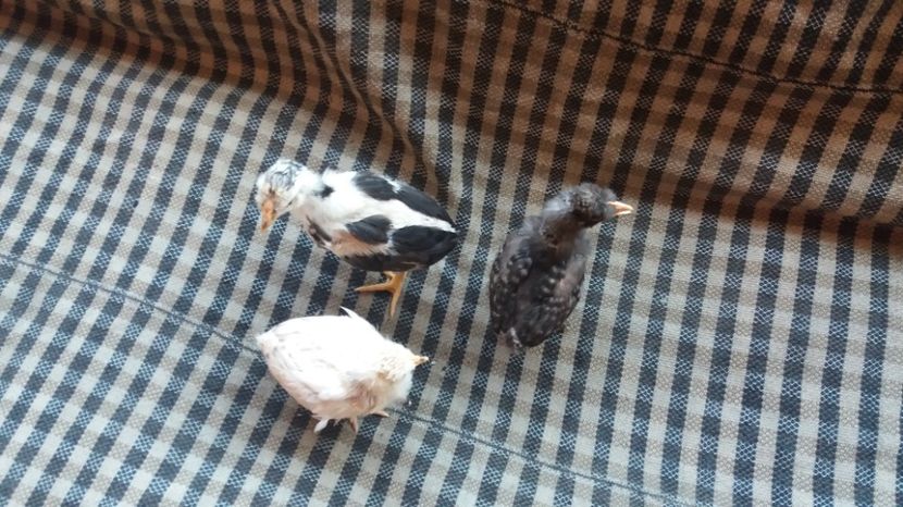  - Pui motati 2017 seria 3