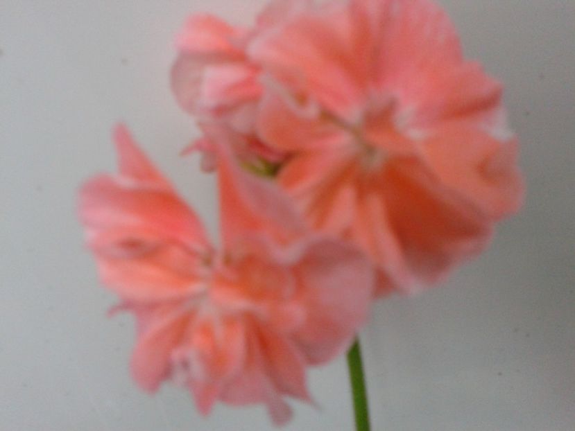 Fotografie0650 - Pelargonium