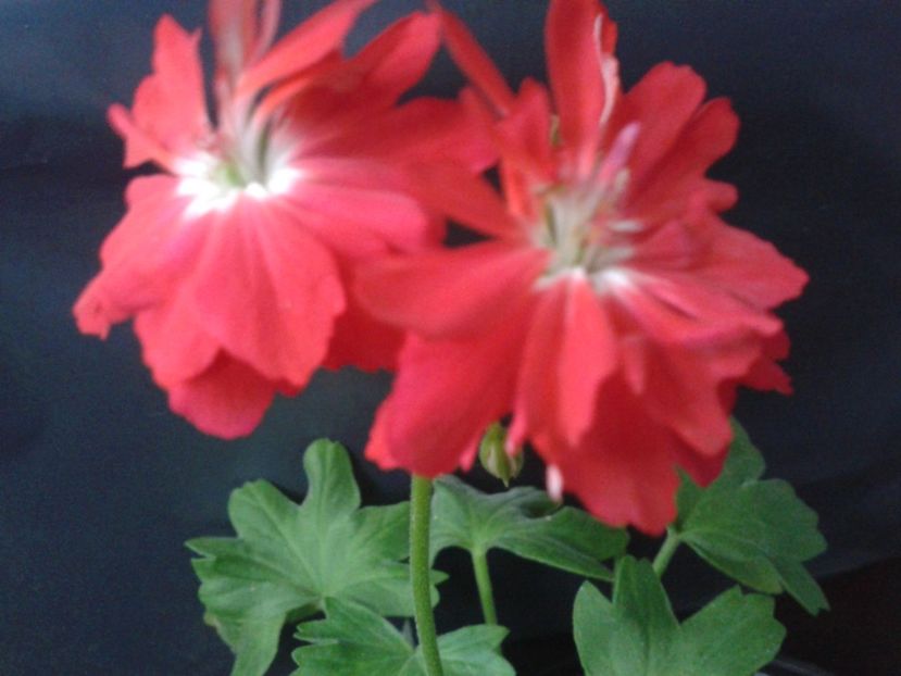 Fotografie0640 - Pelargonium