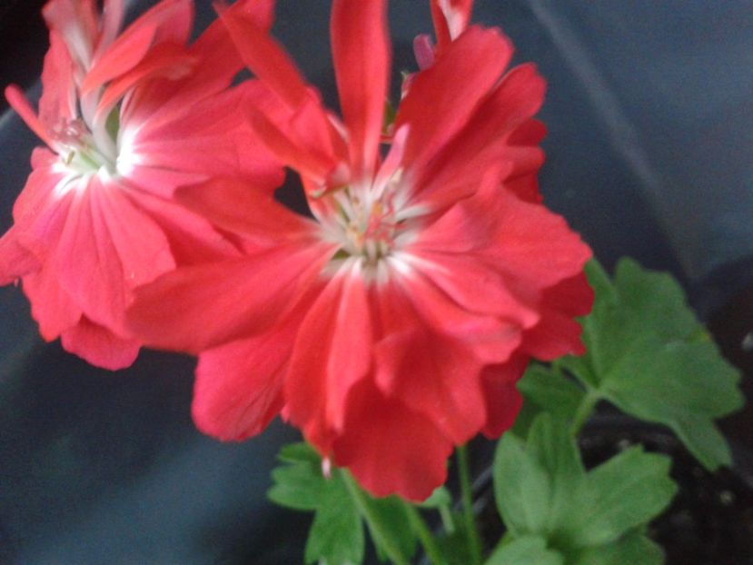 Fotografie0639 - Pelargonium