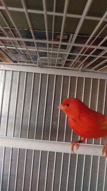 Alt rosu 2017 - Canari 2017