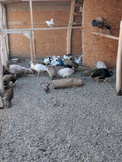  - P---PAUNI 2016-2018