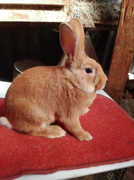  - Matca Burgunder rosu 2017-2018