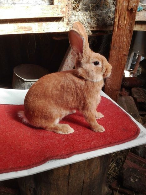  - Matca Burgunder rosu 2017-2018