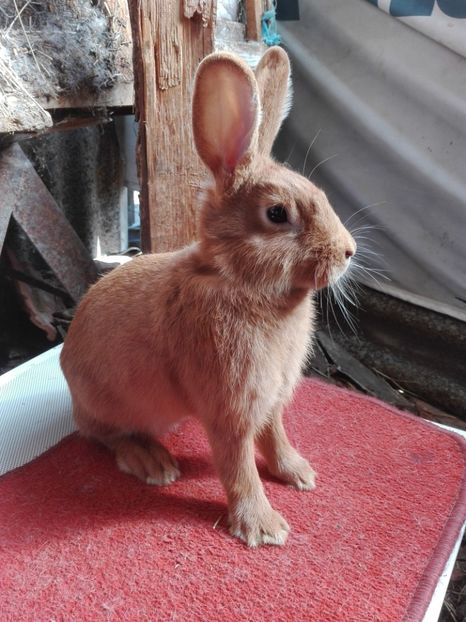  - Matca Burgunder rosu 2017-2018