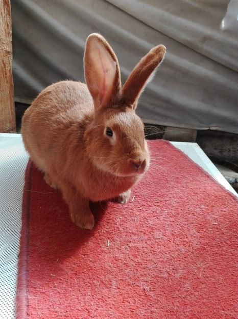  - Matca Burgunder rosu 2017-2018