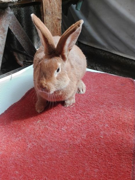  - Matca Burgunder rosu 2017-2018