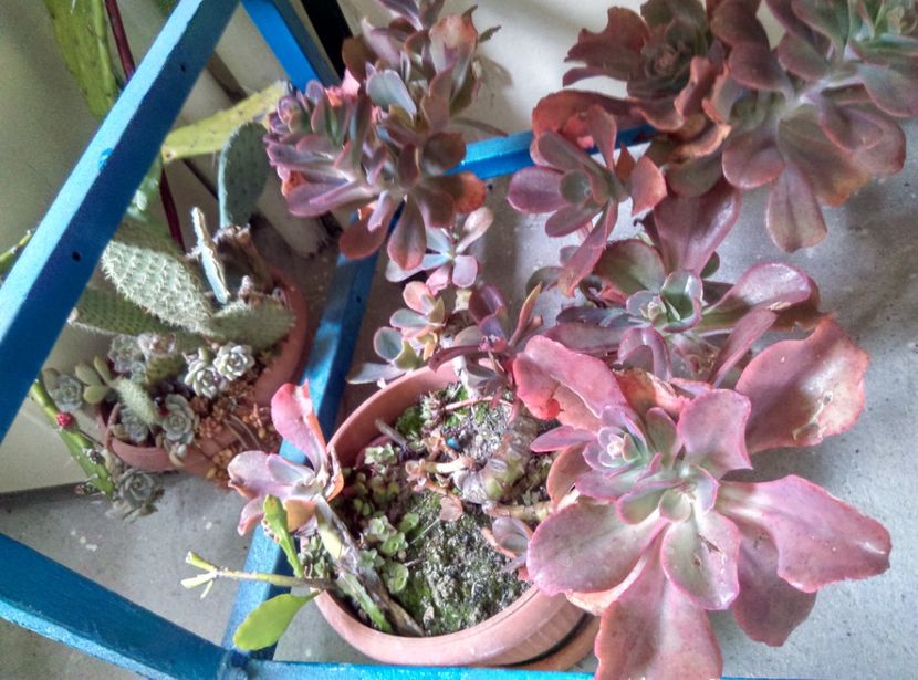  - Plantele mele de la Epurare 2017 2018