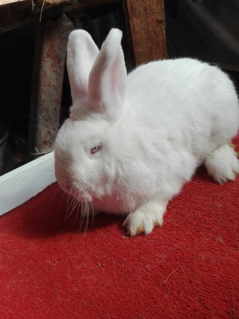  - Matca neo alb 2017-2018