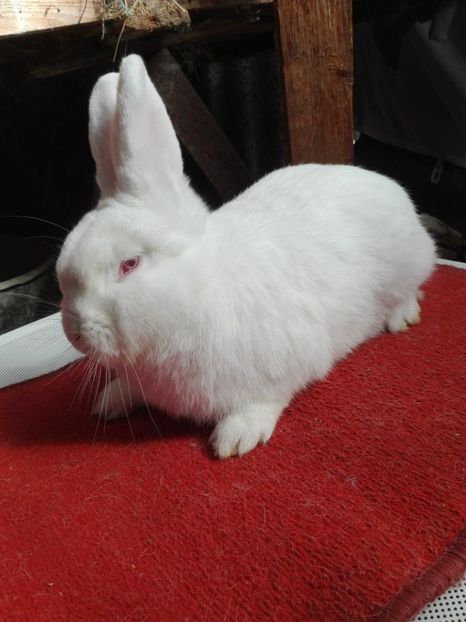  - Matca neo alb 2017-2018