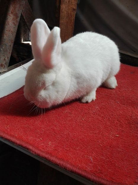  - Matca neo alb 2017-2018