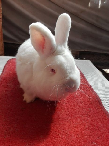  - Matca neo alb 2017-2018