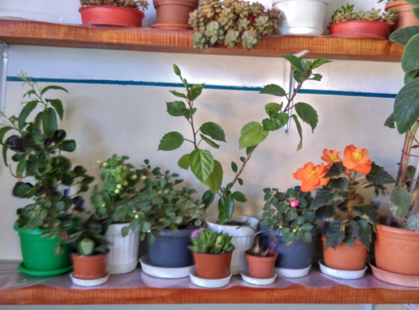  - Plantele mele de la Epurare 2017 2018