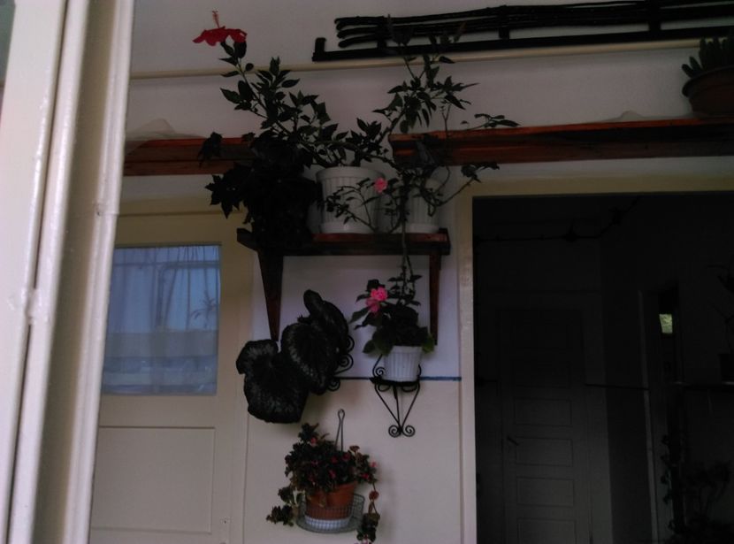  - Plantele mele de la Epurare 2017 2018