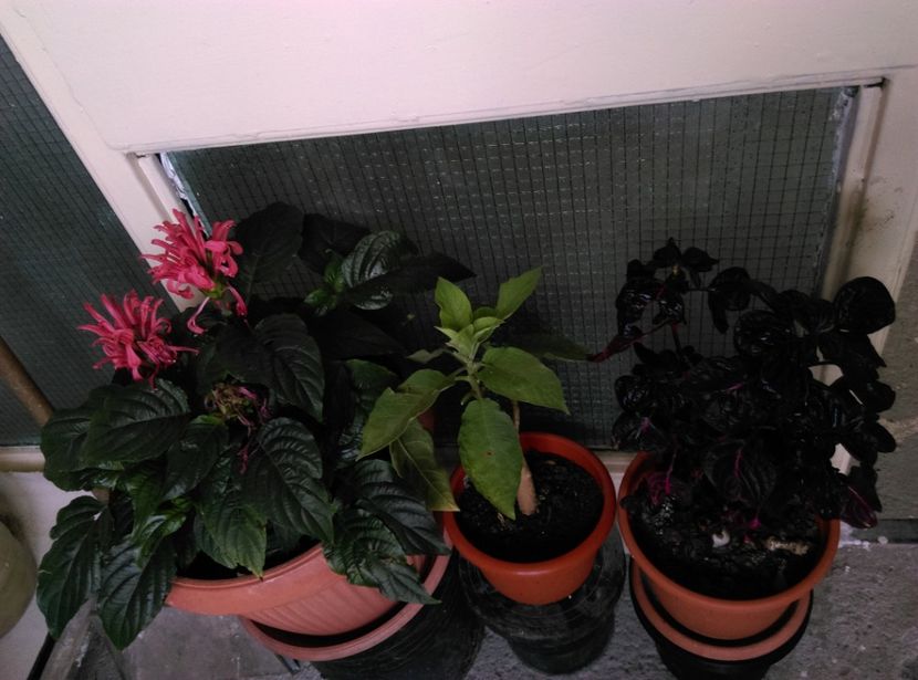  - Plantele mele de la Epurare 2017 2018
