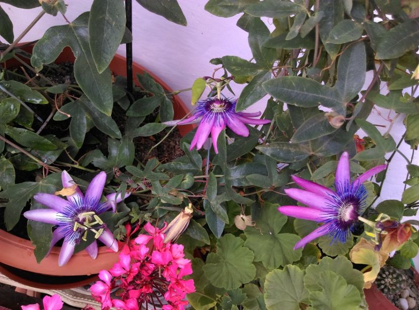  - Plantele mele de la Epurare 2017 2018
