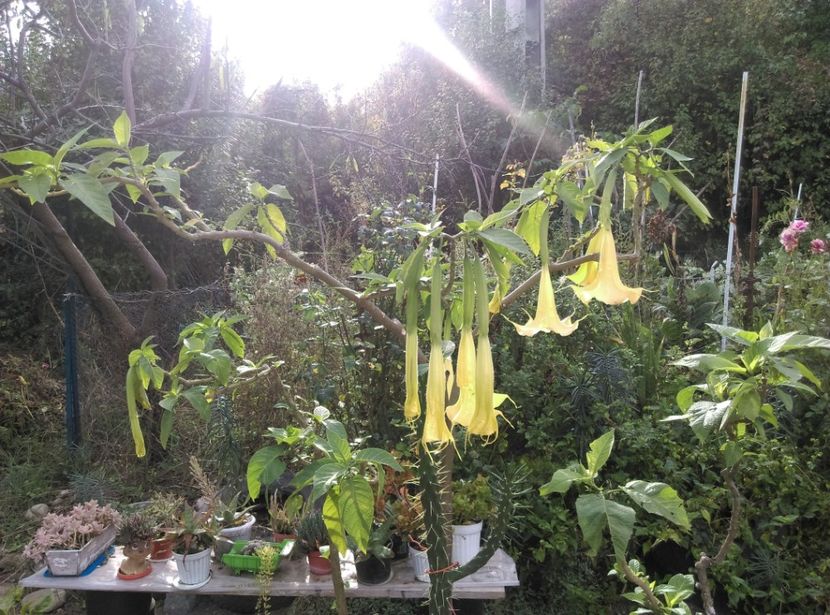  - Plantele mele de la Epurare 2017 2018