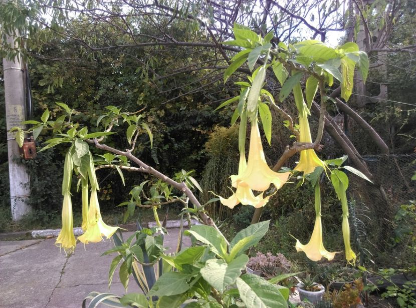  - Plantele mele de la Epurare 2017 2018