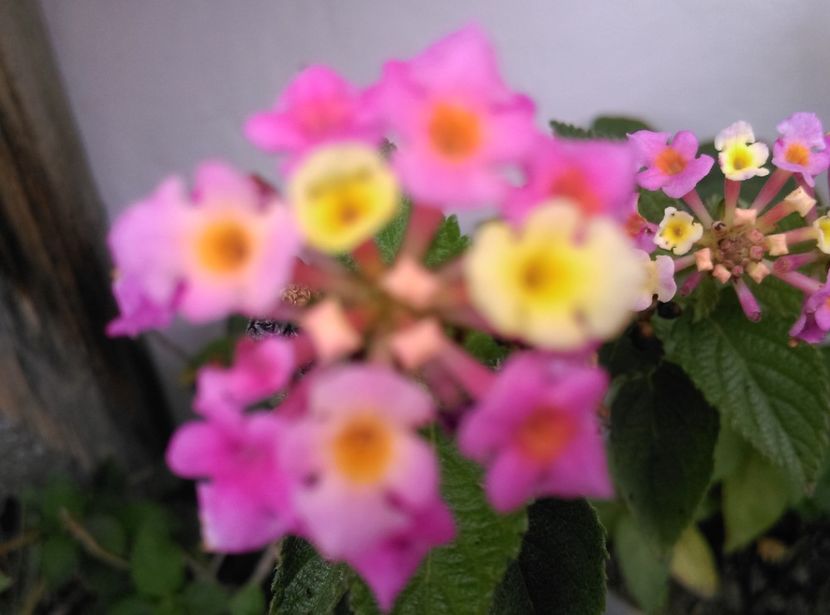  - Plantele mele de la Epurare 2017 2018