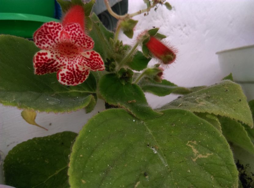  - Plantele mele de la Epurare 2017 2018