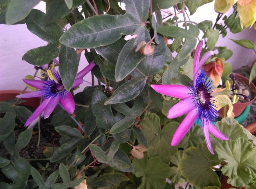  - Plantele mele de la Epurare 2017 2018