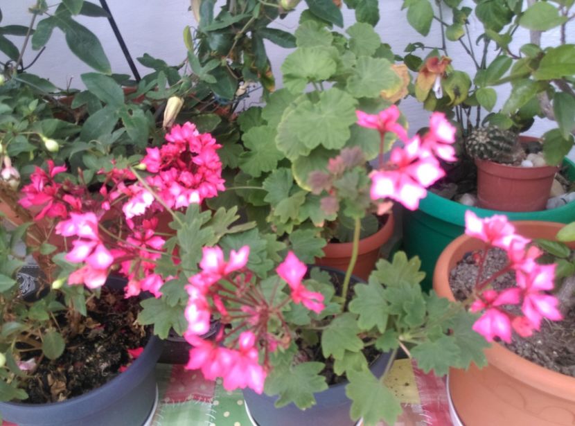  - Plantele mele de la Epurare 2017 2018