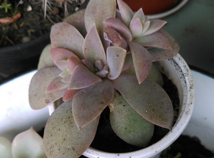  - Plantele mele de la Epurare 2017 2018