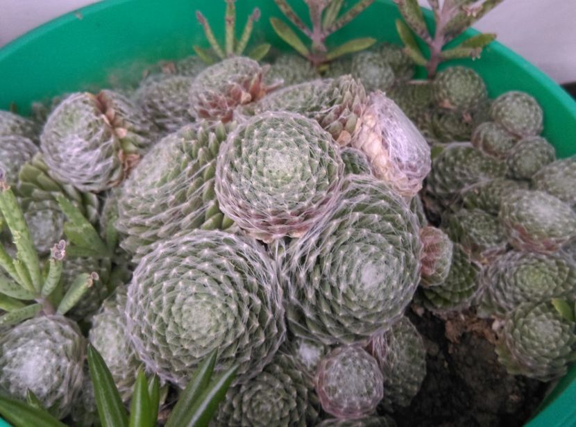  - Plantele mele de la Epurare 2017 2018