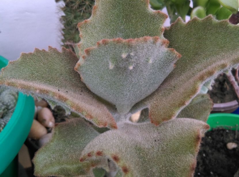  - Plantele mele de la Epurare 2017 2018