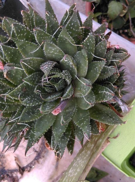  - Plantele mele de la Epurare 2017 2018