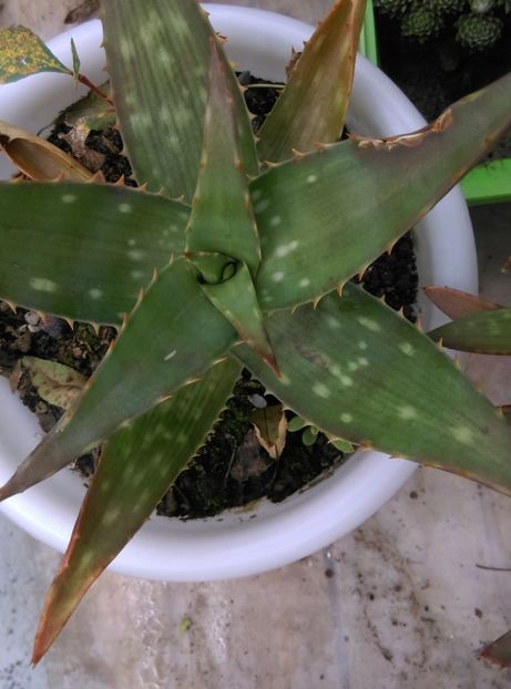  - Plantele mele de la Epurare 2017 2018