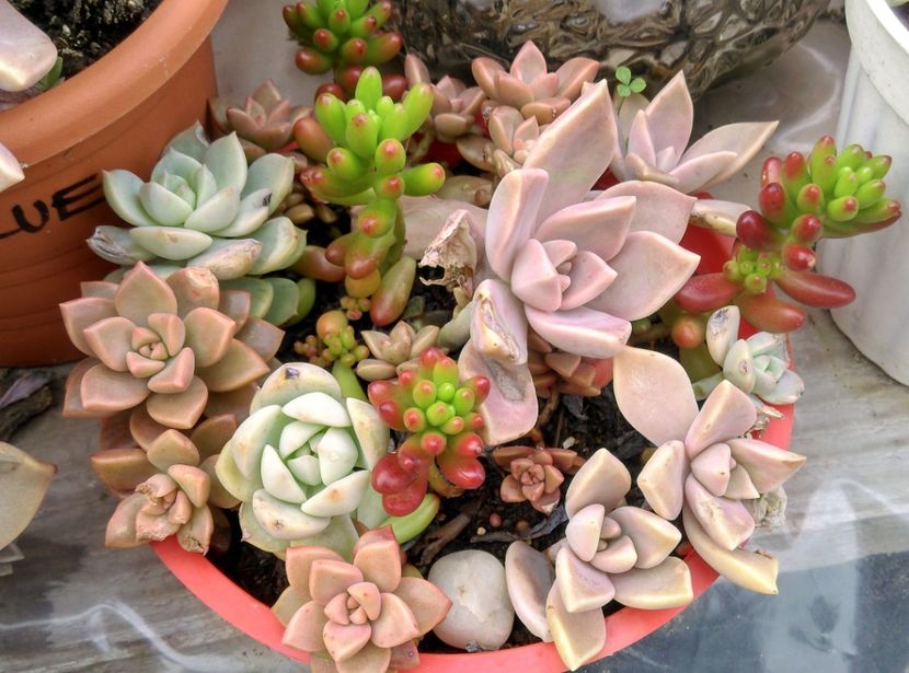  - Plantele mele de la Epurare 2017 2018