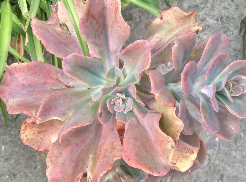  - Plantele mele de la Epurare 2017 2018